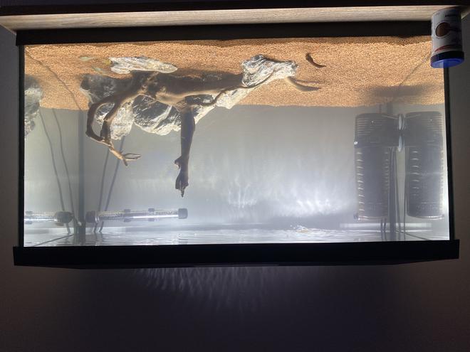 freshwater fish stocking in 25 gallons tank - Any suggestions what I should put in my 105ltr. Atm I have 6 sebra danios and would like to get a bristlenose. Also what are peoples opinions on the tank?