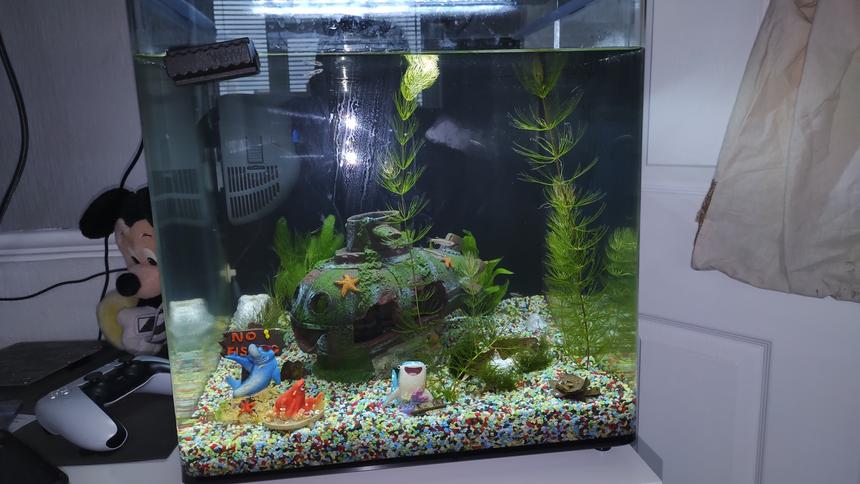 Rated #43: 14 Gallons Planted Tank - Aquarium