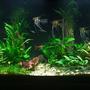 fish tank picture - Update 4/10/22