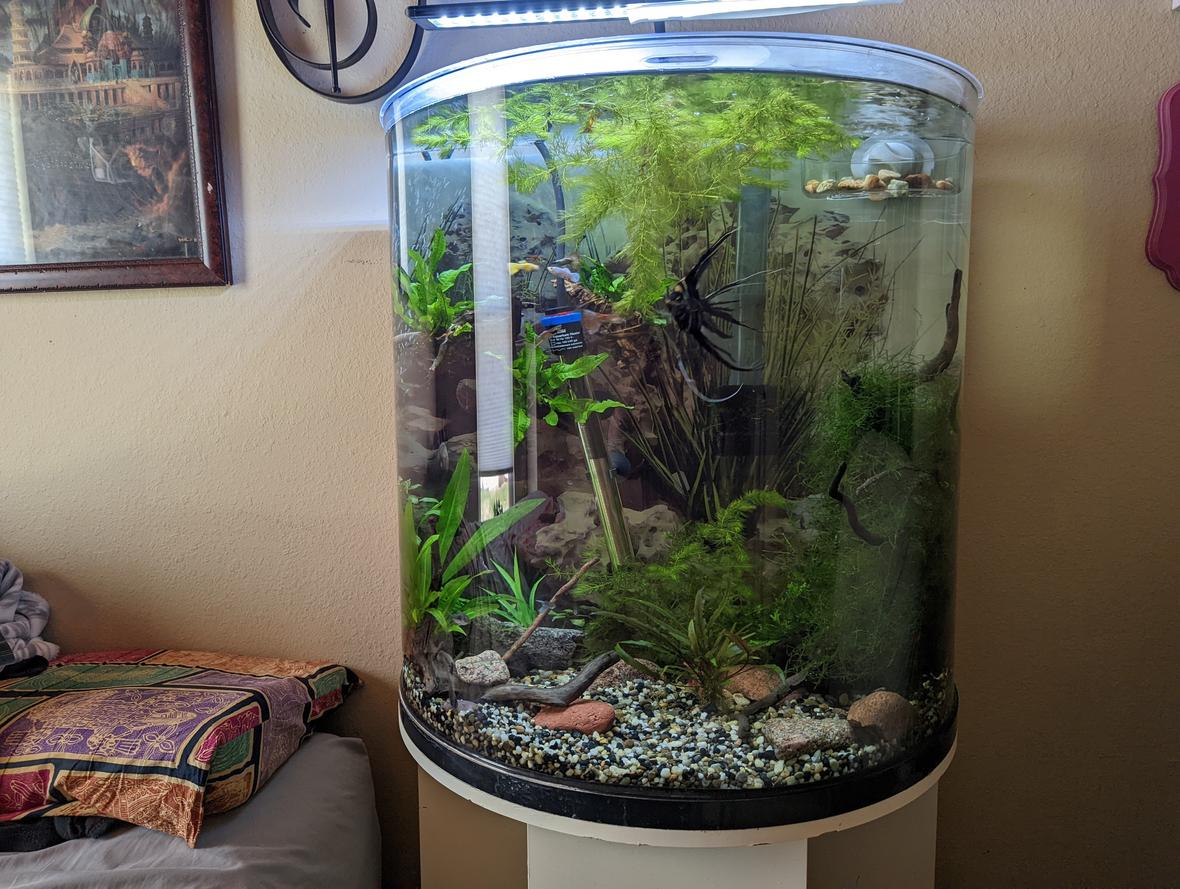 30 gallons planted tank (mostly live plants and fish) - 30 Gallon half moon