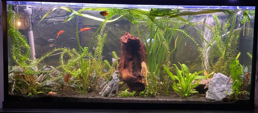 Rated #16: 55 Gallons Planted Tank - My work in progress hobby