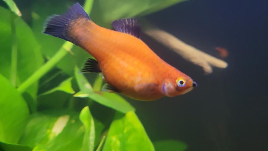 Rated #2: Freshwater Fish Stocking In 36 Gallons Tank - Balloon Belly (?) Platy