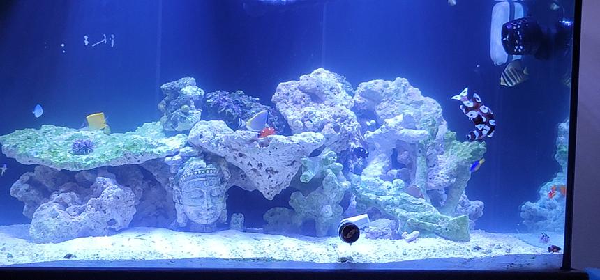 Rated #1: 120 Gallons Saltwater Fish Tank - Just the beginning