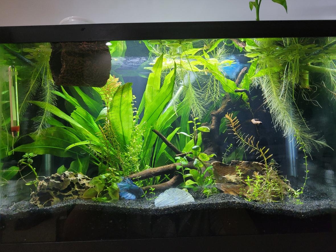 10 gallons planted tank (mostly live plants and fish) - 10 gallon tank, stocking is currently 1 male betta named Spinach. He is getting some blue ramshorn friends soon!