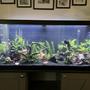 75 gallons planted tank (mostly live plants and fish) - 75g planted blue ram aquarium