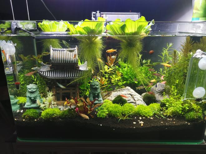 10 gallons planted tank (mostly live plants and fish) - Temple with Chinese Lion