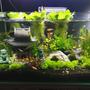 10 gallons planted tank (mostly live plants and fish) - Temple with Chinese Lion
