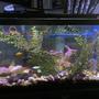 80 gallons freshwater fish tank (mostly fish and non-living decorations) - Addition pic of tank
