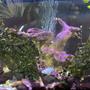 fish tank picture - In the centre of tank a piece of driftwood with purple algae