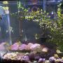 fish tank picture - You can see 1 of 2 spotted green puffers, monos, fidddler crabs and some mollies