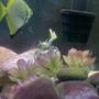 fish tank picture - Happy fiddler crab showing off