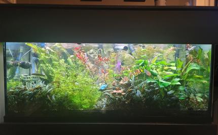 75 gallons planted tank (mostly live plants and fish) - My tank