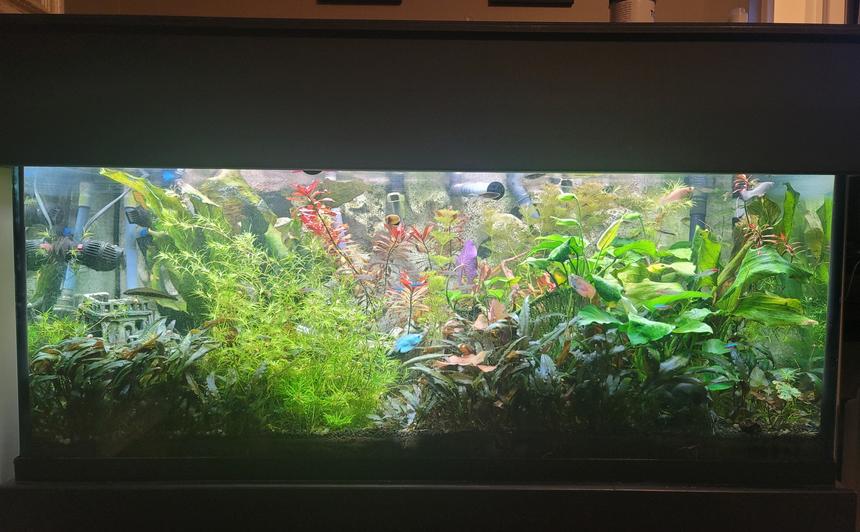 Rated #26: 75 Gallons Planted Tank - My tank