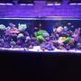 180 gallons reef tank (mostly live coral and fish) - 180g