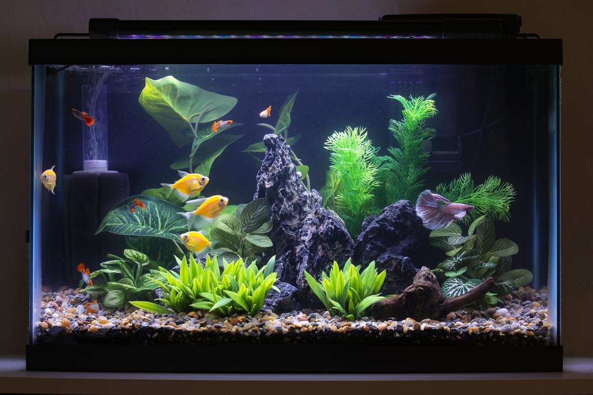 10 gallons freshwater fish tank (mostly fish and non-living decorations) - My first tank