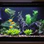 10 gallons freshwater fish tank (mostly fish and non-living decorations) - My first tank