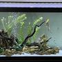 60 gallons planted tank (mostly live plants and fish) - Underwater Island