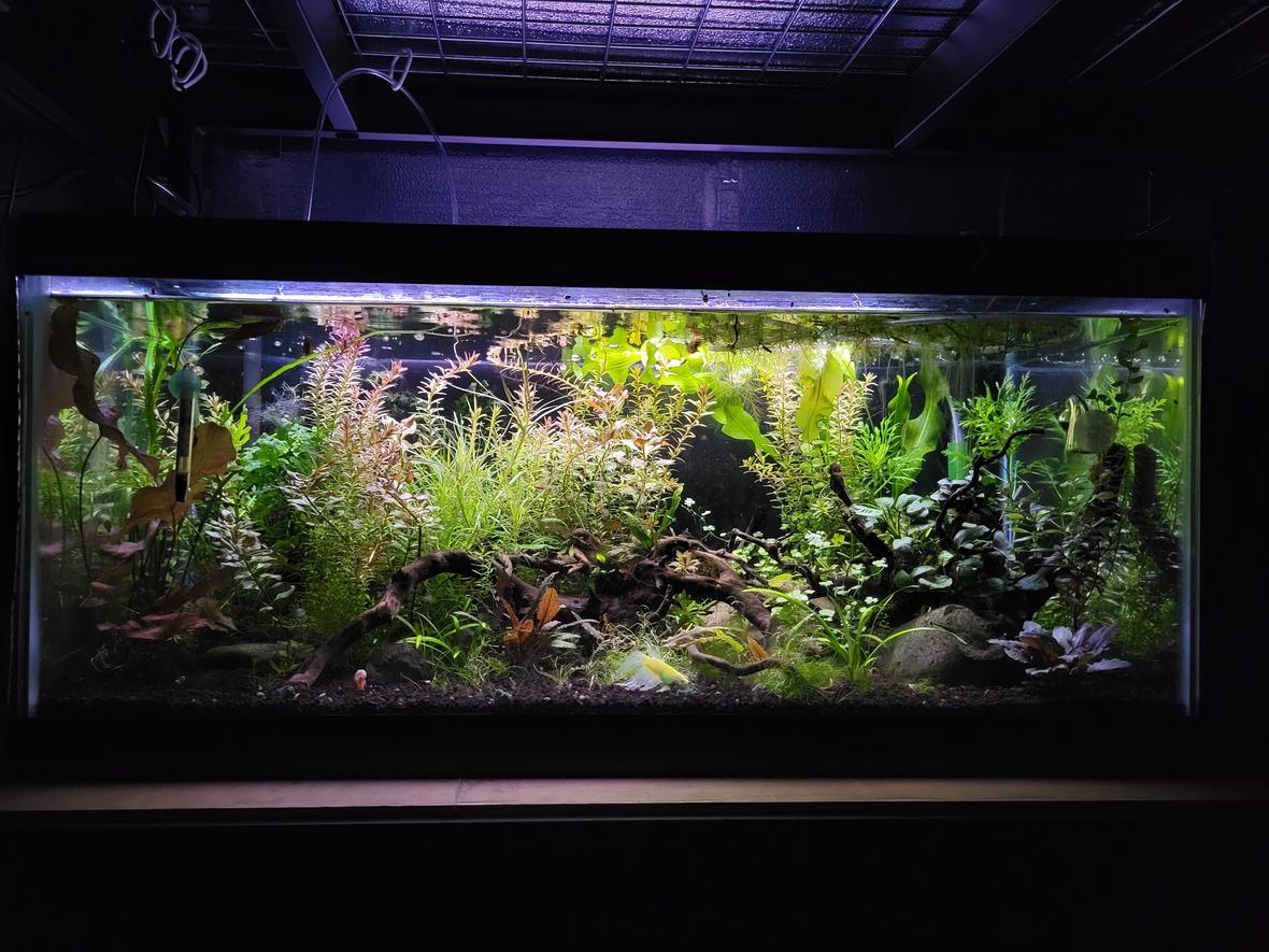 40 gallons planted tank (mostly live plants and fish) - 40g planted