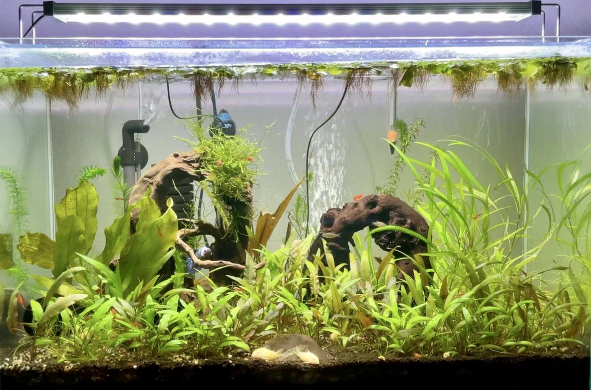 17 gallons planted tank (mostly live plants and fish) - Simon & the Cosmics