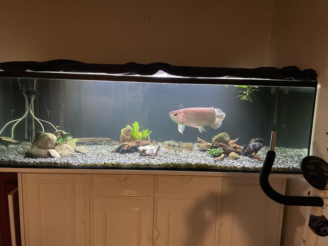 300 gallons freshwater fish tank (mostly fish and non-living decorations) - Cool tank rate it pls
