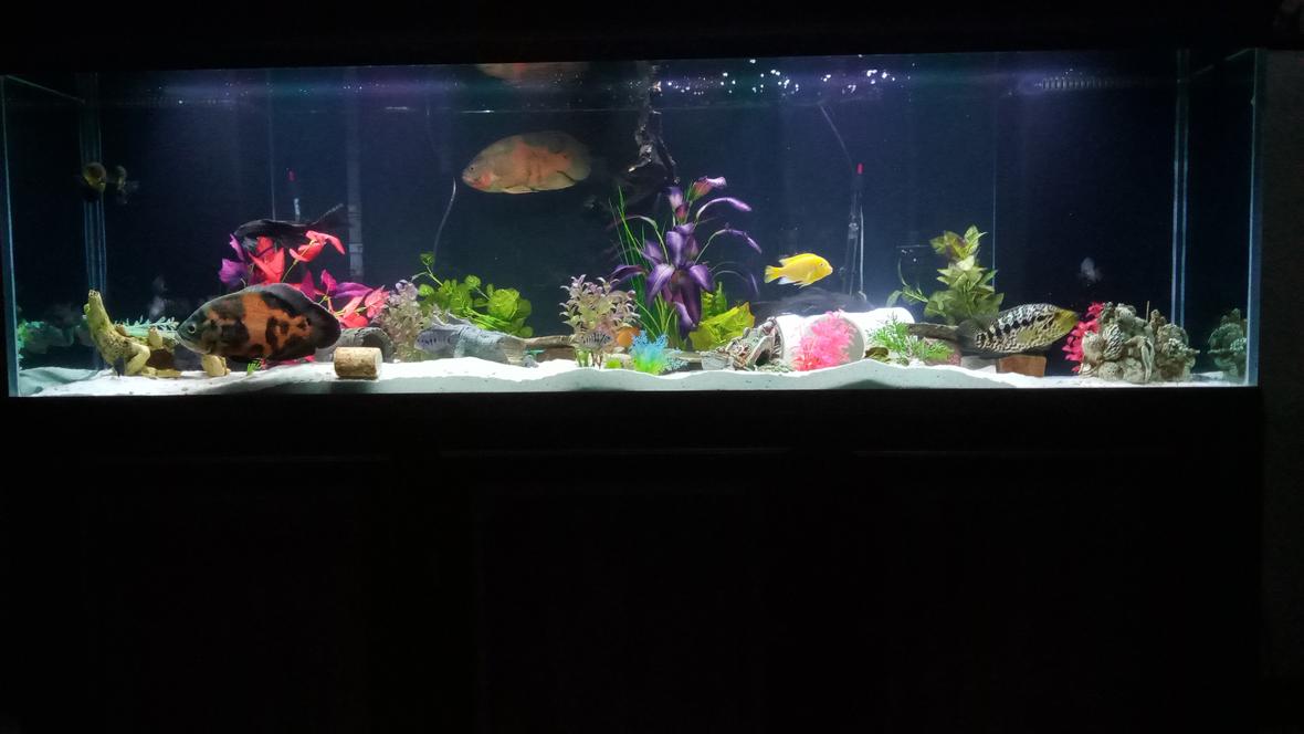 freshwater fish stocking in 210 gallons tank - 210 at night