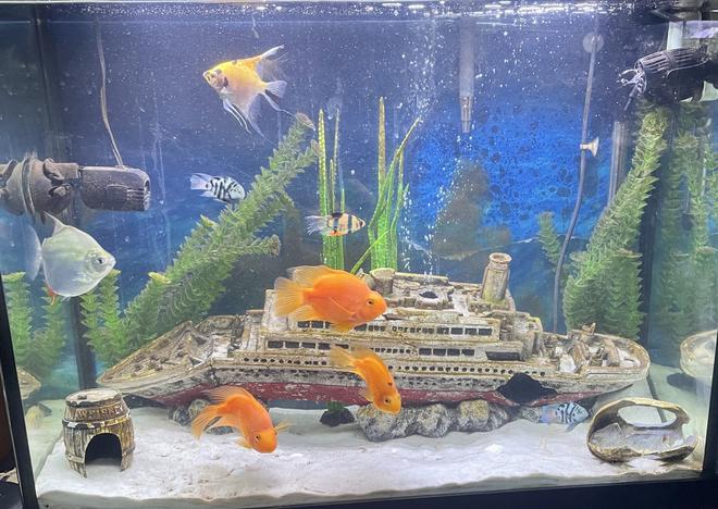 37 gallons freshwater fish tank (mostly fish and non-living decorations) - Thunder38`s sunken ship tank!