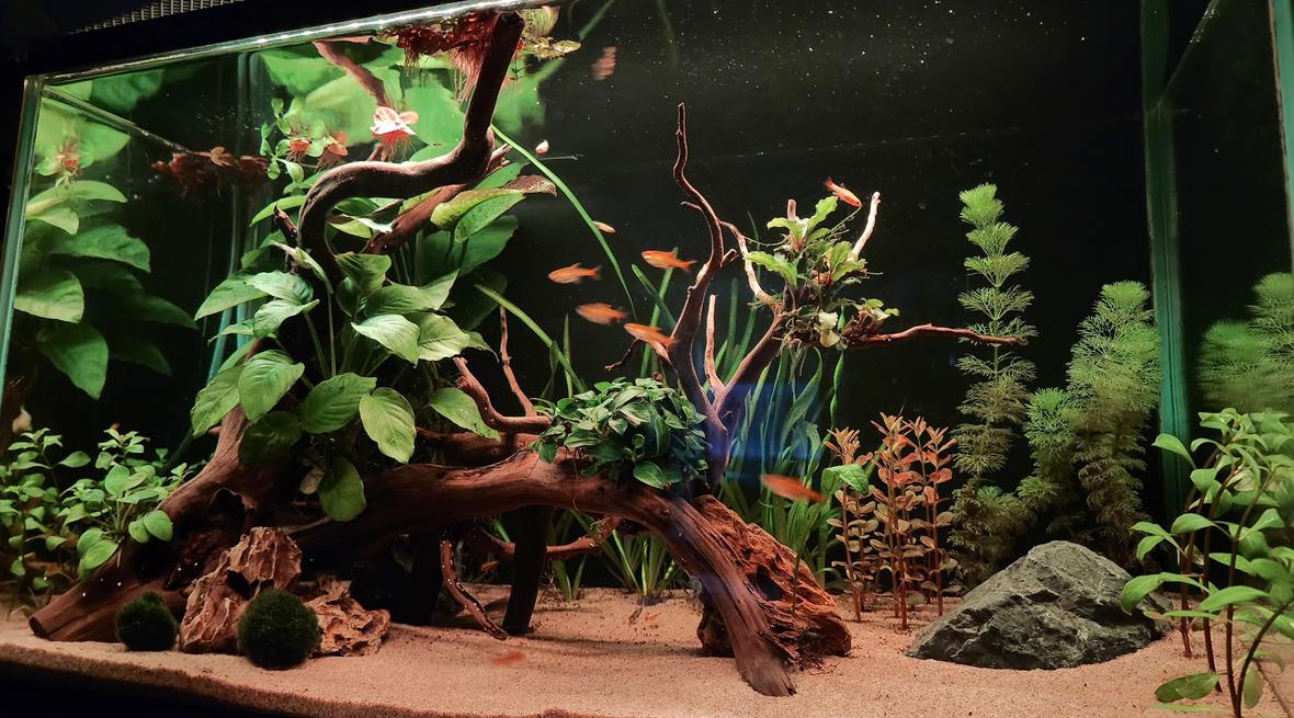 15 gallons planted tank (mostly live plants and fish) - Simple 15g tank, sand substrate only. Patiently waiting for the plants to grow! (Except for the anubias taken from an old tank) Vals, ambulia, nana petite, rotala, ludiwgia repens, ludwigia sp pink, moss balls, red root floaters, using fluval root tabs and thrive c liquid ferts. Inhabitants includes Ember tetras, Golden white cloud minnows, CPD, Corydoras Habrosus, Otos, Amano shrimps and a nerite snail. :)