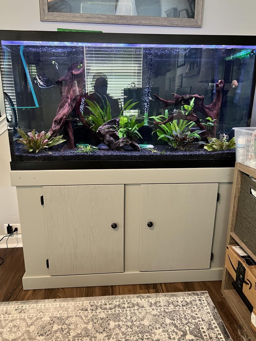 90 gallons planted tank (mostly live plants and fish) - 90 Gallon