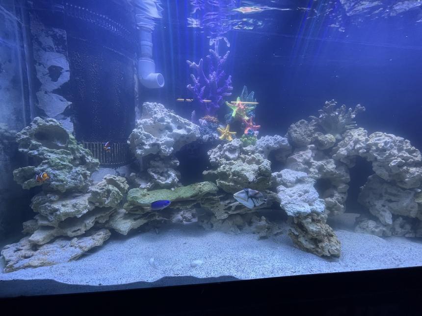 Rated #2: 90 Gallons Saltwater Fish Tank - My personal ocean