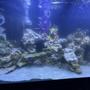 90 gallons saltwater fish tank (mostly fish, little/no live coral) - My personal ocean