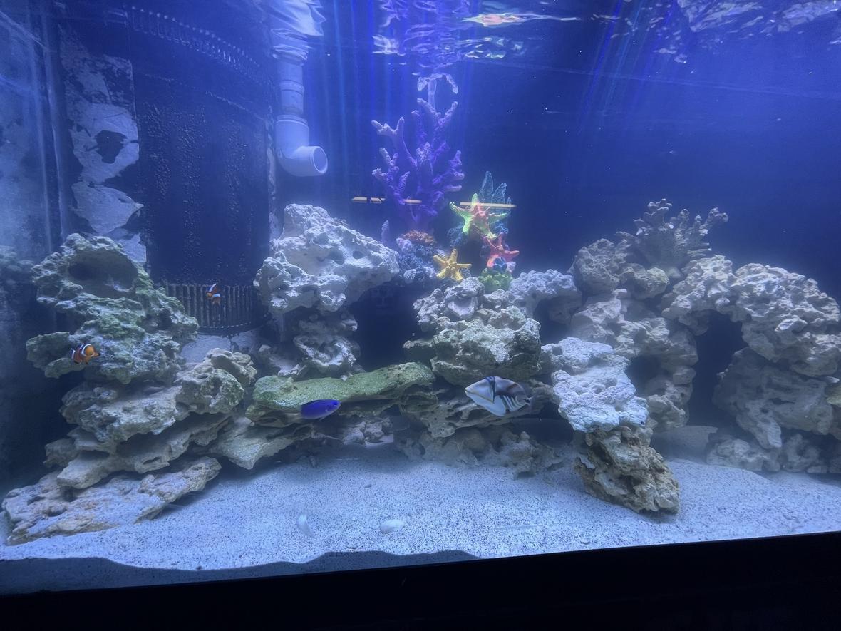 90 gallons saltwater fish tank (mostly fish, little/no live coral) - My personal ocean