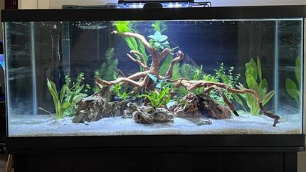 40 gallons planted tank (mostly live plants and fish) - Planted 40 gallon breeder