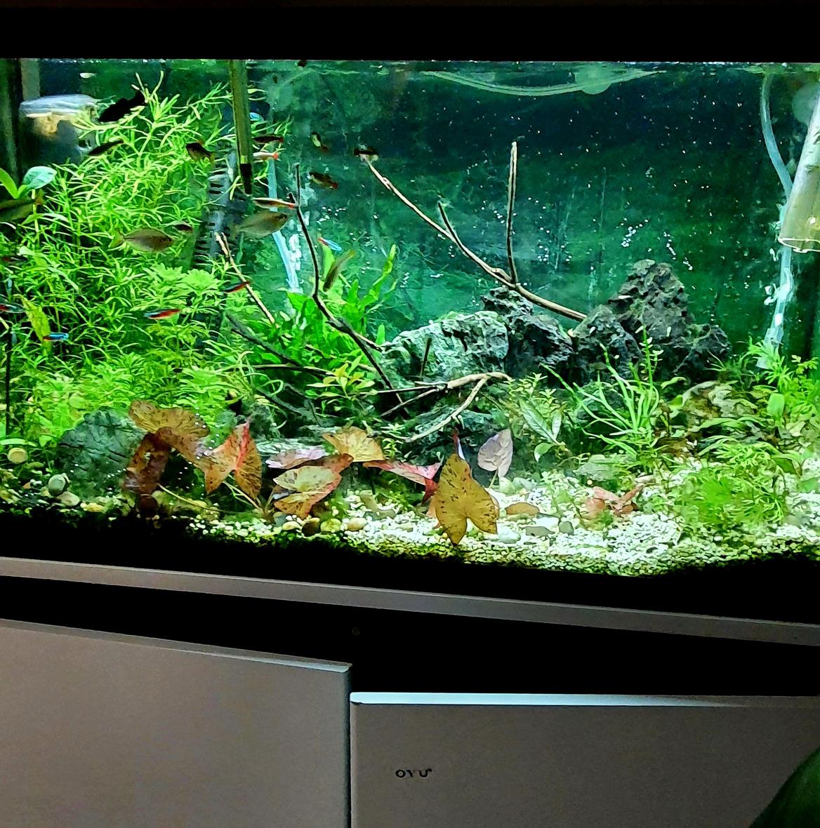 freshwater fish stocking in 25 gallons tank - My tank