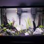 29 gallons planted tank (mostly live plants and fish) - Newly Rescaped 29 Gallon