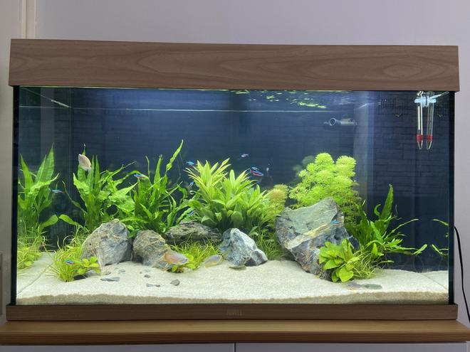 33 gallons planted tank (mostly live plants and fish) - My first tank :)