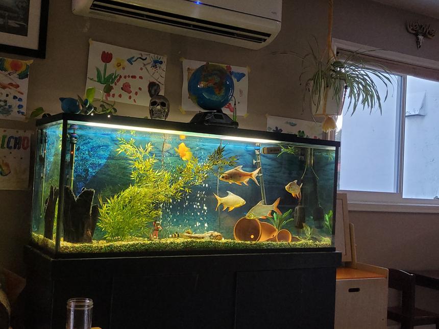 Rated #6: 120 Gallons Freshwater Fish Tank - Niece tank