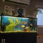 120 gallons freshwater fish tank (mostly fish and non-living decorations) - Niece tank