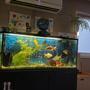120 gallons freshwater fish tank (mostly fish and non-living decorations) - Niece tank