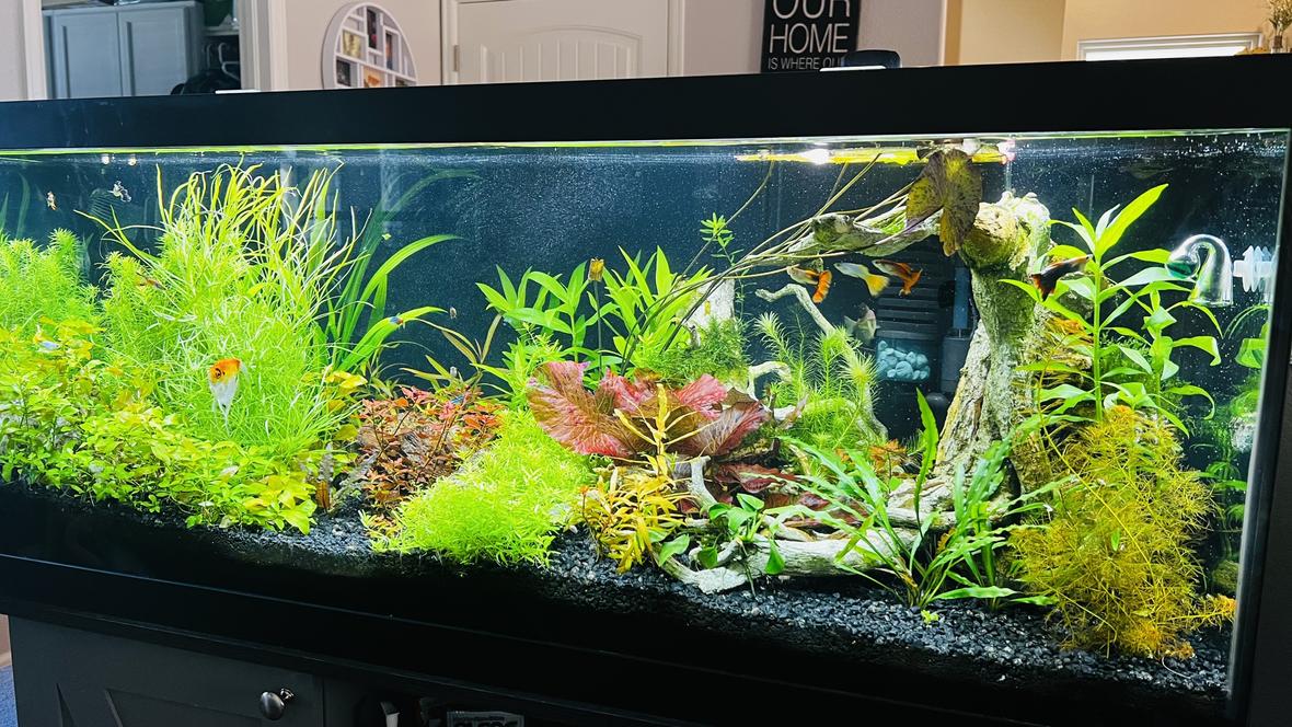 75 gallons planted tank (mostly live plants and fish) - Front view