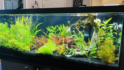 75 gallons planted tank (mostly live plants and fish) - Front view