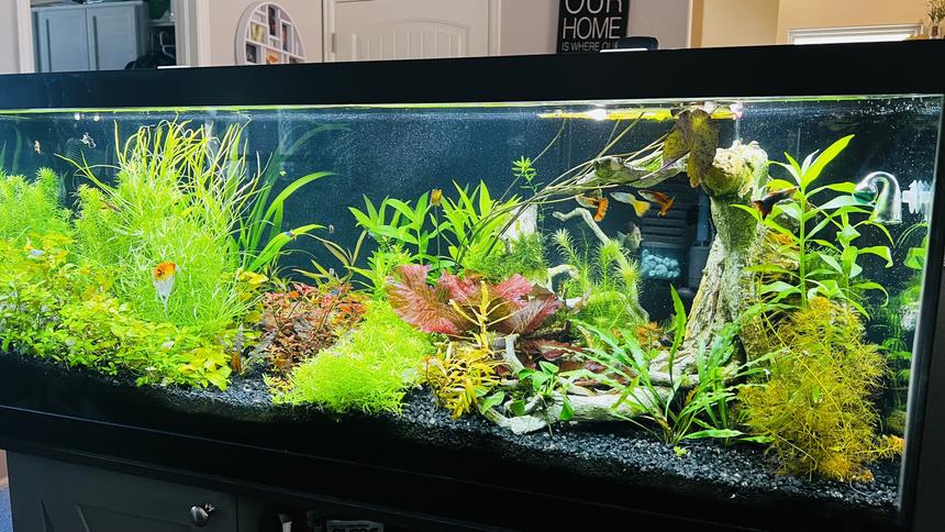 Rated #22: 75 Gallons Planted Tank - Front view