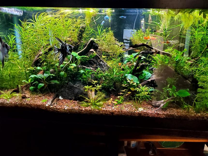 Rated #7: 75 Gallons Planted Tank - 75 gal Budget Tank