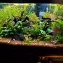 75 gallons planted tank (mostly live plants and fish) - 75 gal Budget Tank