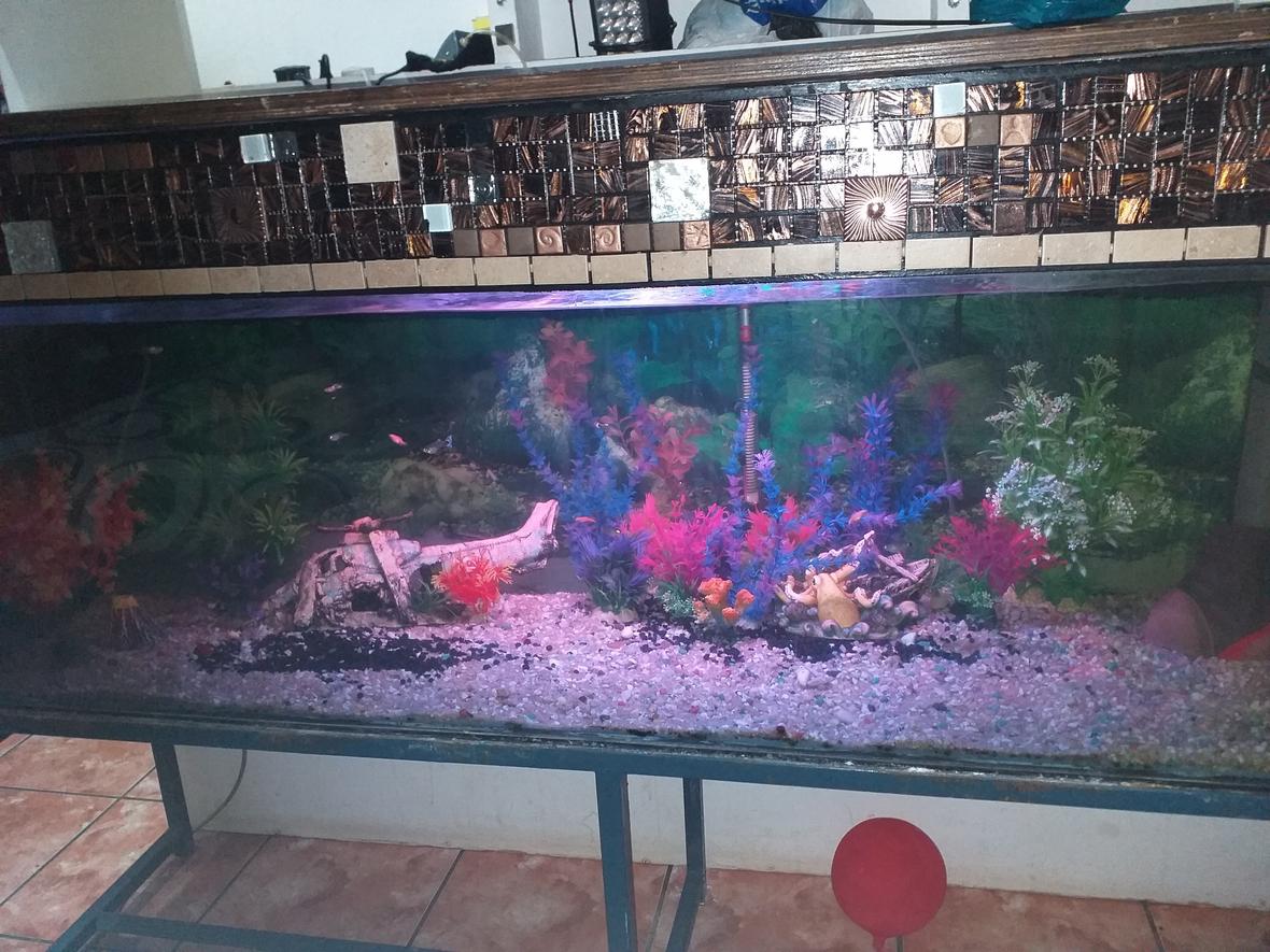 saltwater fish stocking in 500 gallons tank - Guppy tank