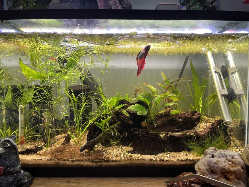 Rated #33: 10 Gallons Planted Tank - Heres my ten gallon tank! 1 betta and 10-15 cherry shrimp (he`s a very peaceful betta)
