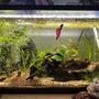 10 gallons planted tank (mostly live plants and fish) - Heres my ten gallon tank! 1 betta and 10-15 cherry shrimp (he`s a very peaceful betta)