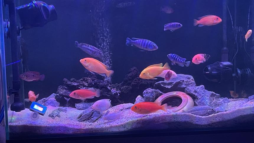 Rated #10: 40 Gallons Freshwater Fish Tank - My African Cichlids Tank
