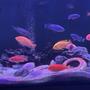 40 gallons freshwater fish tank (mostly fish and non-living decorations) - My African Cichlids Tank