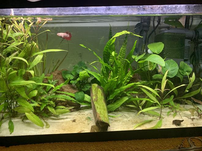 20 gallons planted tank (mostly live plants and fish) - planted 15 gallon betta tank