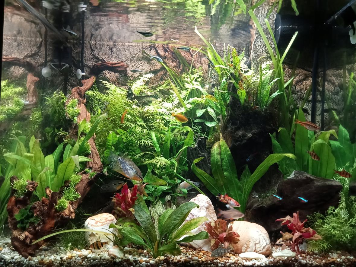 26 gallons planted tank (mostly live plants and fish) - 2 years established